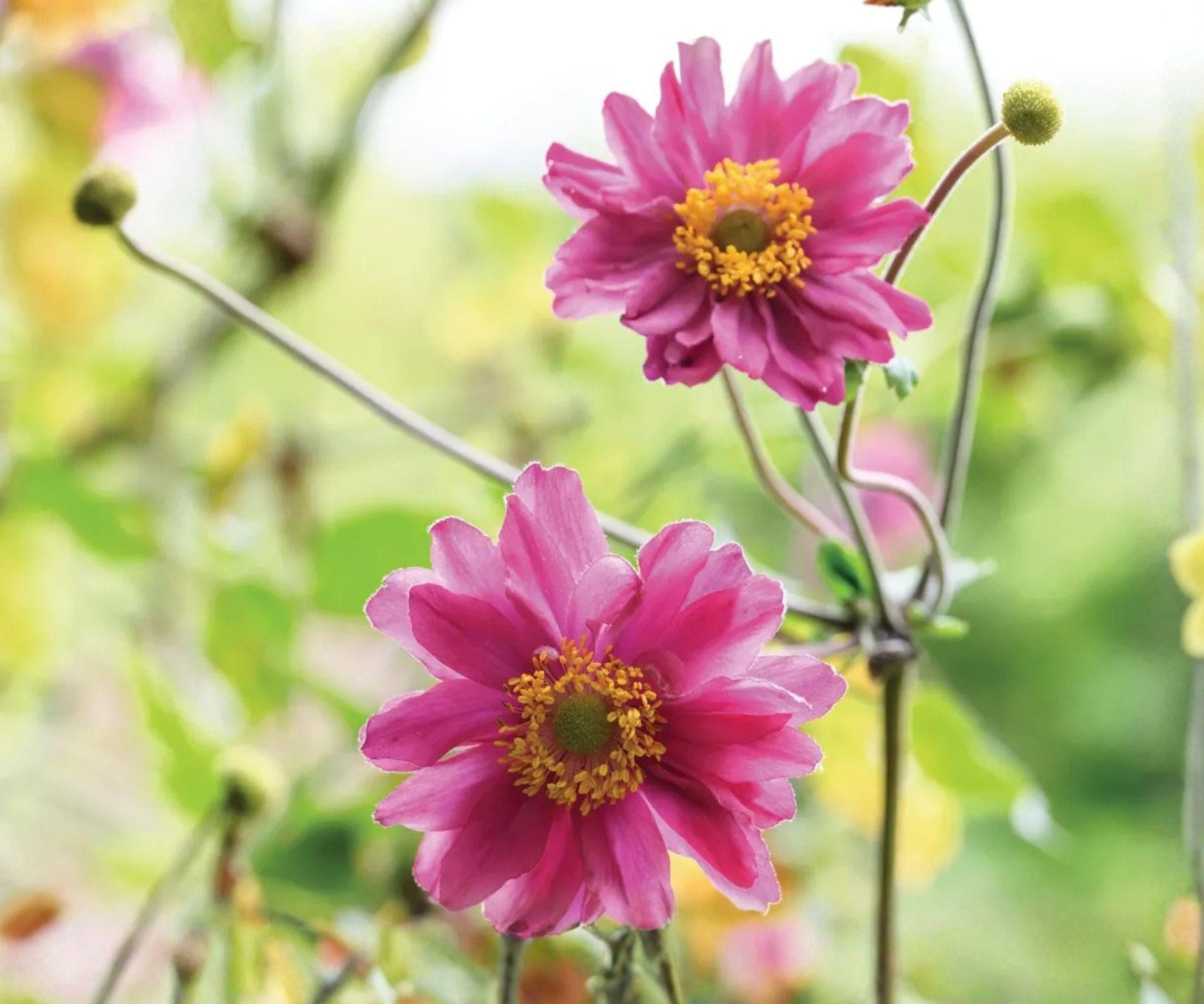 Japanese Anemone Pamina Plant - Bare Root Rosy Pink with Yellow Centers - Anemone hupehensis 'Pamina' - Shade Garden Zone 4-8