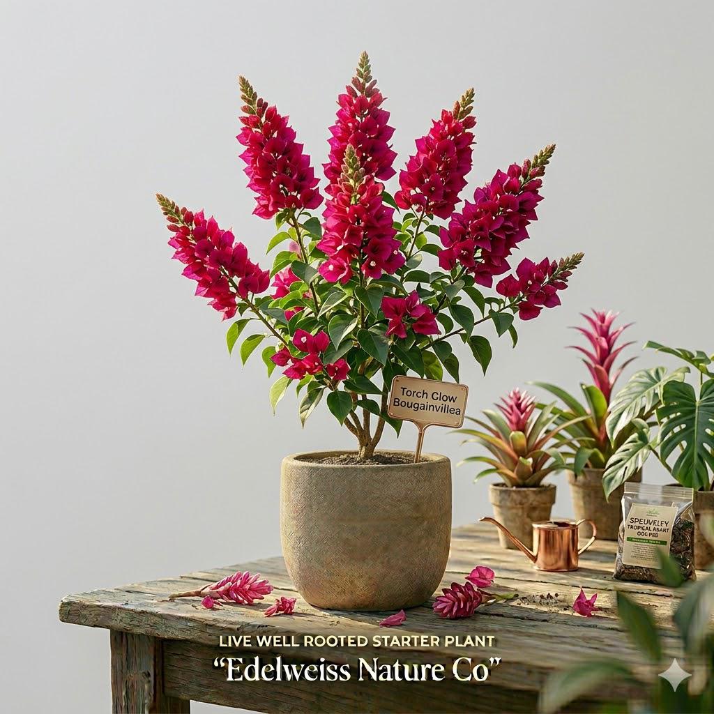 Hawaiian Red Ginger Starter Plant | Small Rooted Tropical Flower | Alpinia purpurata | Exotic Red Blooms & Lush Foliage