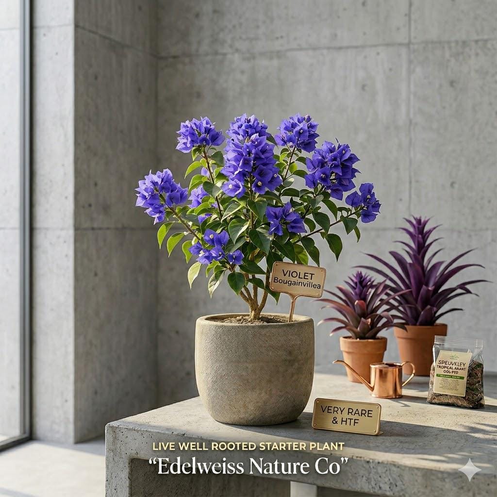 Violet Bougainvillea Starter Plant | Rare Purple Tropical Flowering Vine | Bougainvillea glabra | Well Rooted Live Plant