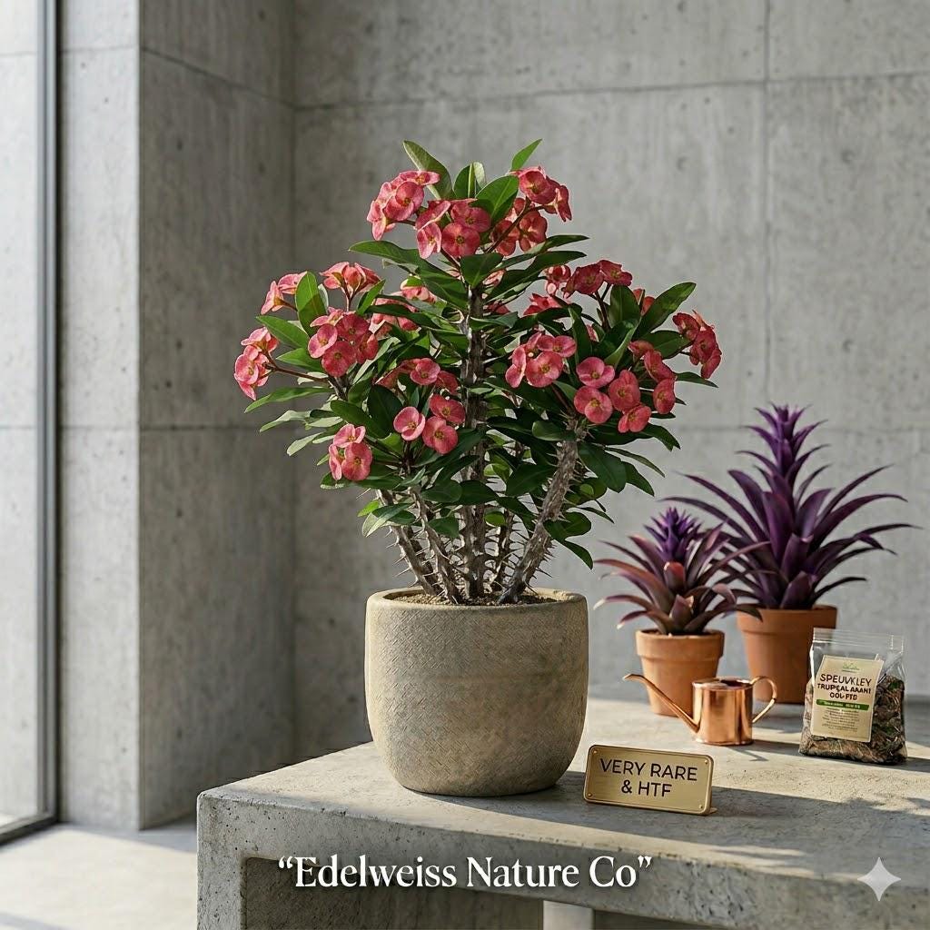 Rose Crown of Thorns Plant | Euphorbia Milii Starter | Flowering Succulent | Indoor Houseplant | Easy Care Drought Tolerant