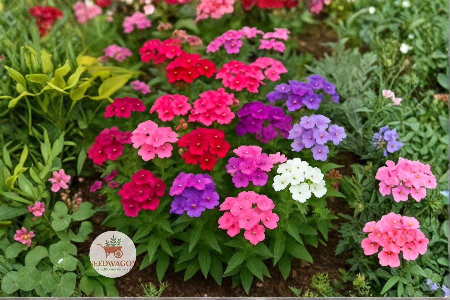 Annual Phlox Seeds 100 - Colorful Wildflower Mix for Pollinator Gardens - Phlox drummondii - Easy to Grow, Attracts Bees & Butterflies
