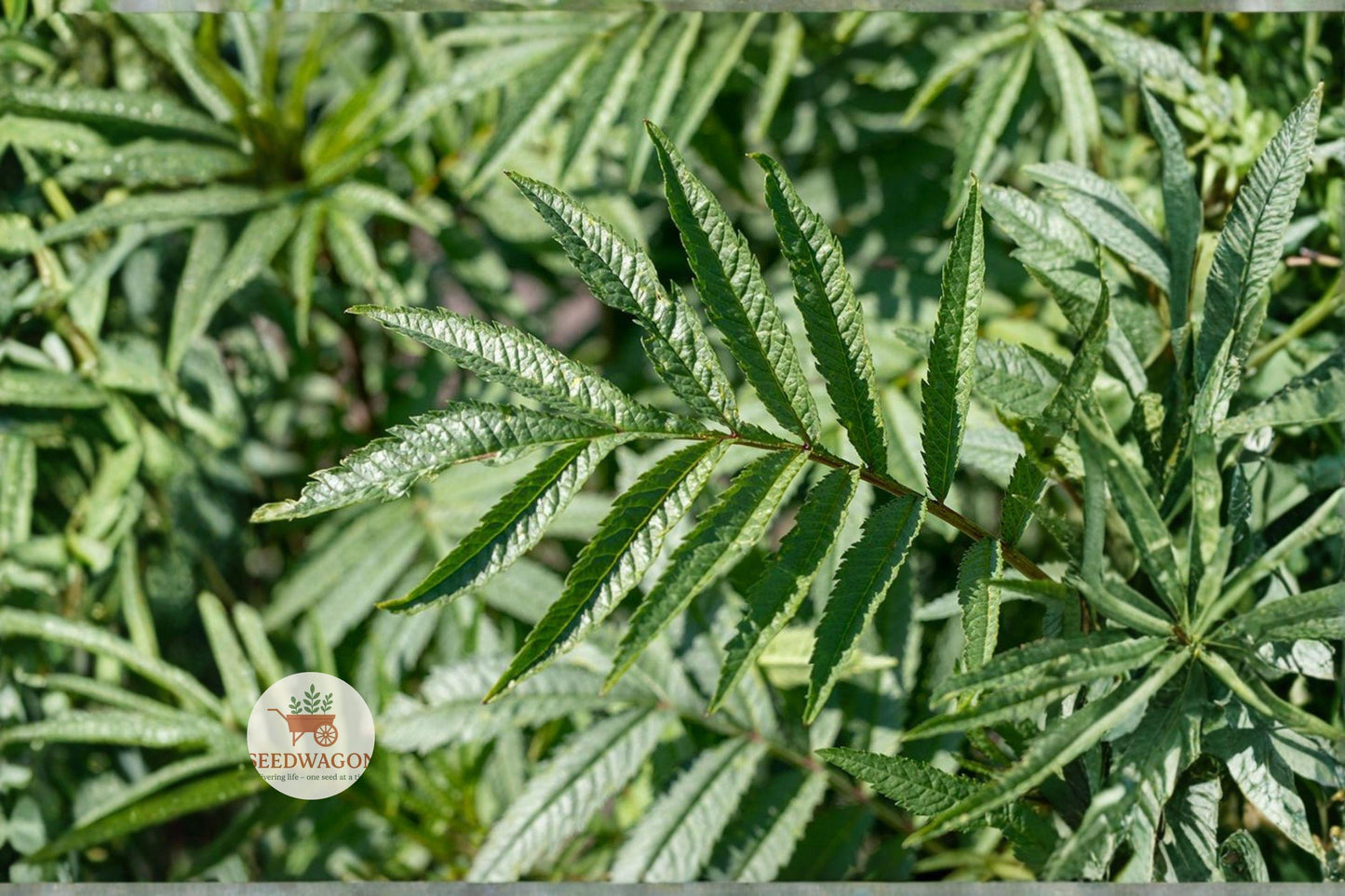 Black Mint Huacatay Seeds - 100 Heirloom Seeds for Culinary Herb Garden - Tagetes minuta - Aromatic, Pollinator-Friendly Annual