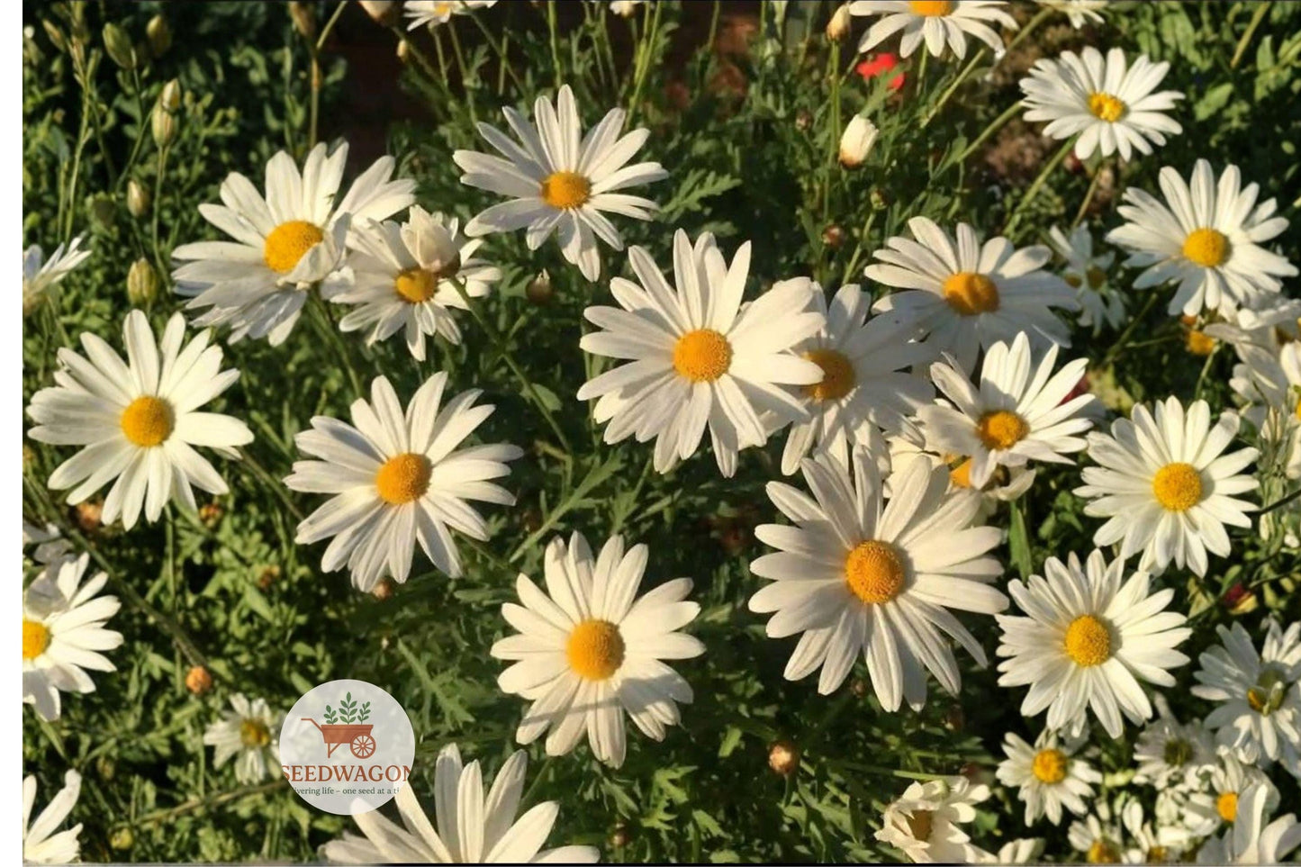 Oxeye Daisy Seeds 100 - Leucanthemum vulgare White Wildflower for Pollinator Garden, Easy to Grow Perennial Flower
