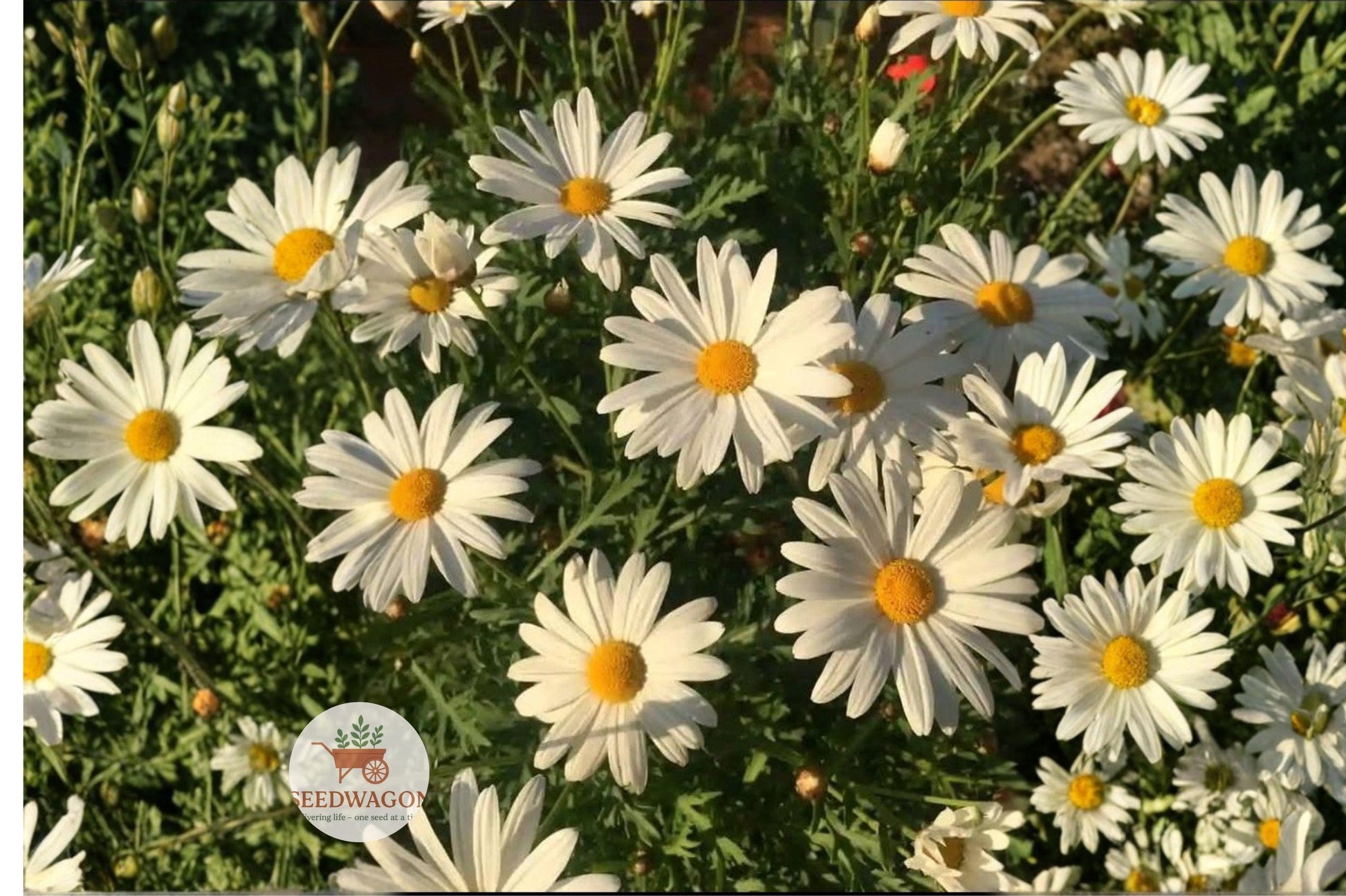 Oxeye Daisy Seeds 100 - Leucanthemum vulgare White Wildflower for Pollinator Garden, Easy to Grow Perennial Flower