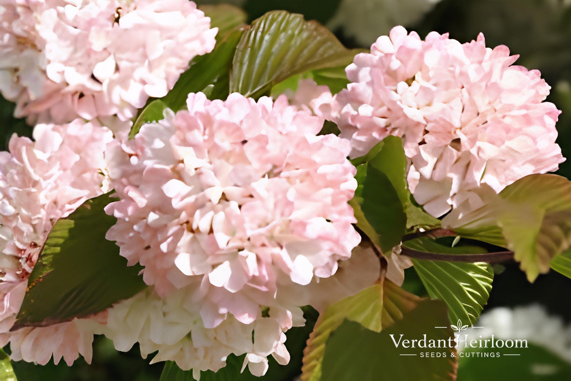 Mary Milton Japanese Snowball Shrub - Bare Root Plant, Pink Flowers, Viburnum plicatum 'Mary Milton', 12+ Inches