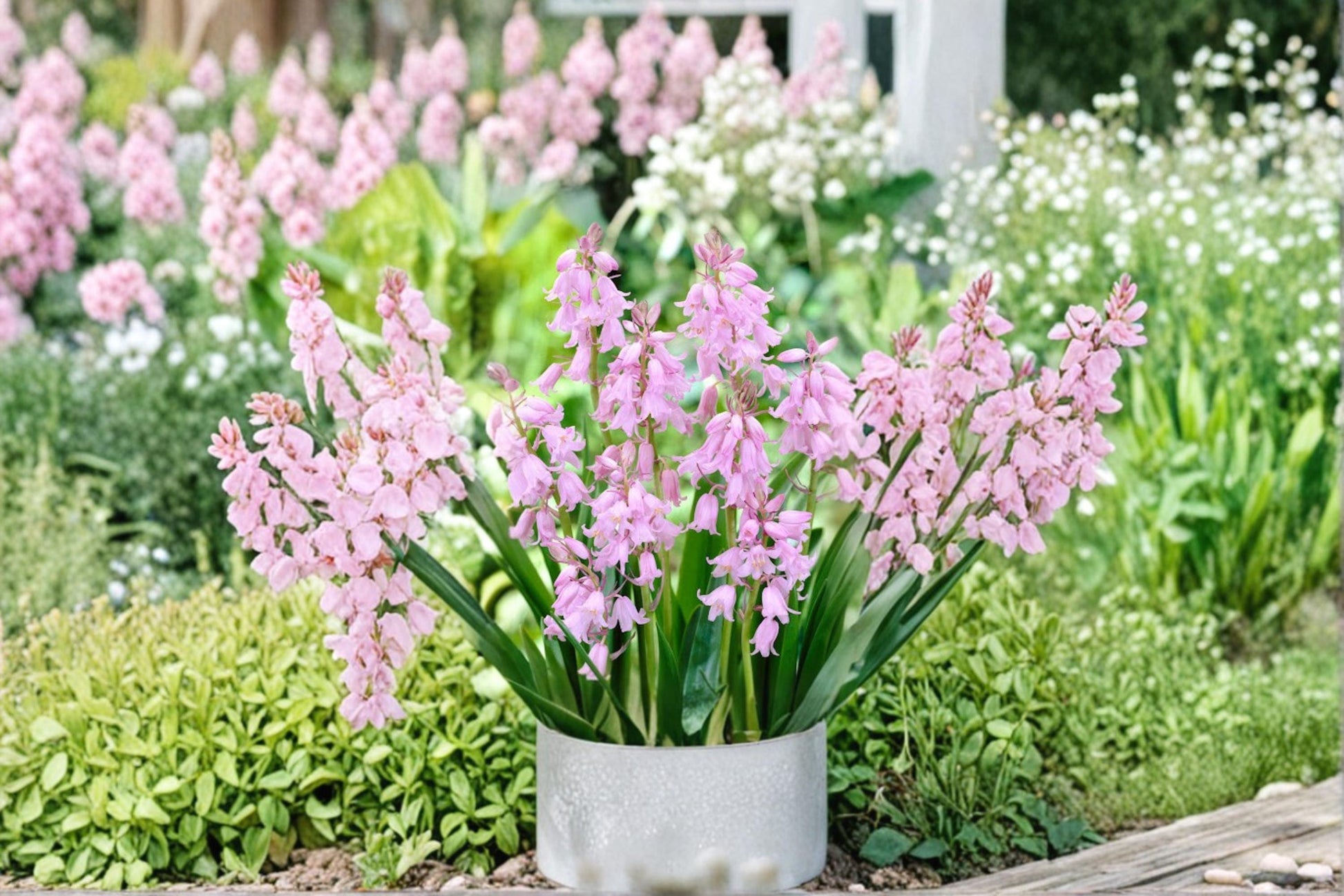 Spanish Bluebell Bulb - Pink Flowers - Hyacinthoides hispanica - Perennial Plant for Garden Beds & Naturalizing