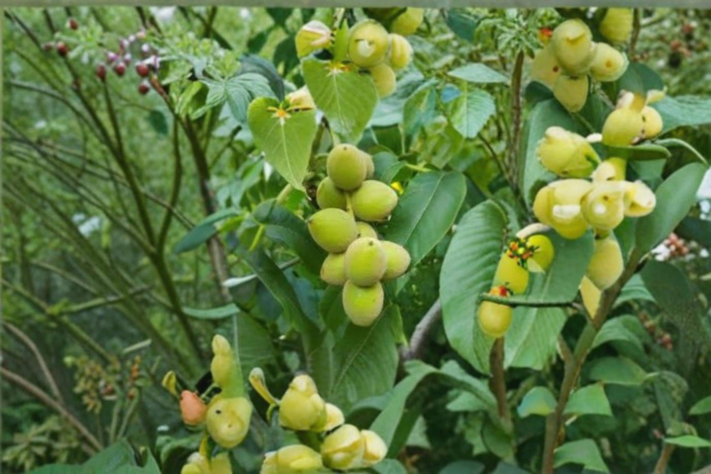 Heartnut Tree Seeds - 4 Pack - Juglans ailantifolia var. cordiformis - Deciduous Nut Tree for Outdoor Planting