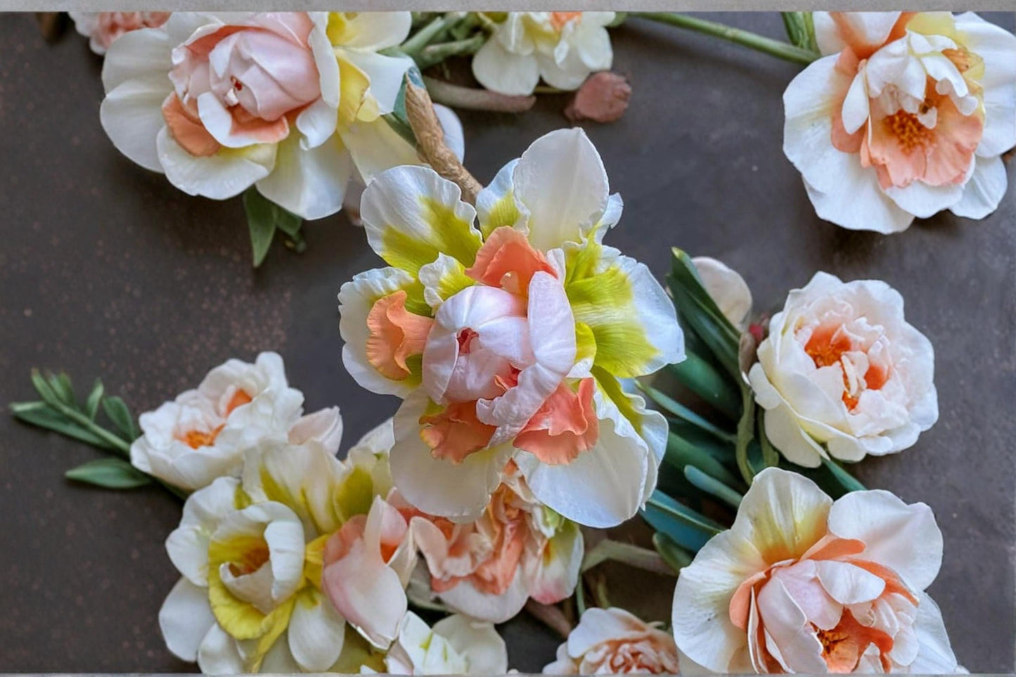 Replete Double Daffodil Bulb - Narcissus ‘Replete’ - White & Pink Blooms for Spring Garden - Perennial Flowering Plant