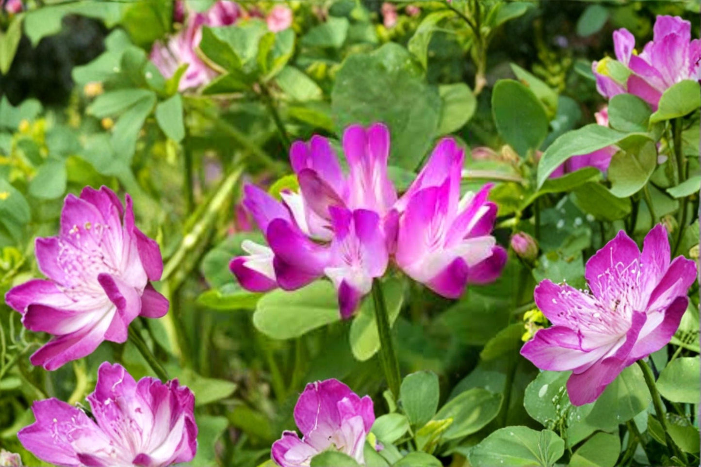Chinese Milk Vetch Seeds 500 Count - Astragalus sinicus - Pink Purple Flowering Ground Cover for Garden and Cover Crop