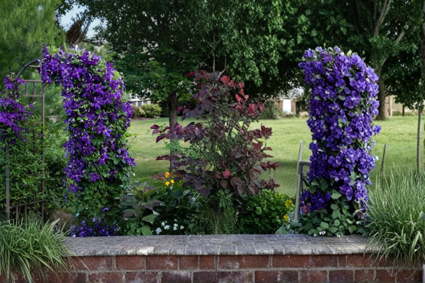 Clematis Seeds - 1 Purple Flowering Climbing Vine - Clematis occidentalis - Ideal for Trellises & Garden Structures