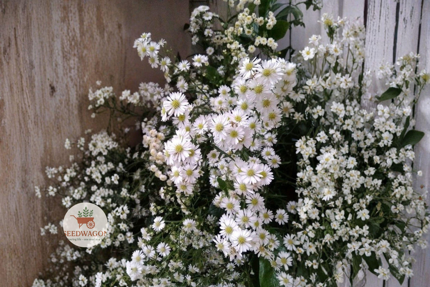 Heath Aster Seeds 100 - White Native Pollinator Wildflower - Symphyotrichum pilosum - Hardy Perennial for Pollinator Gardens