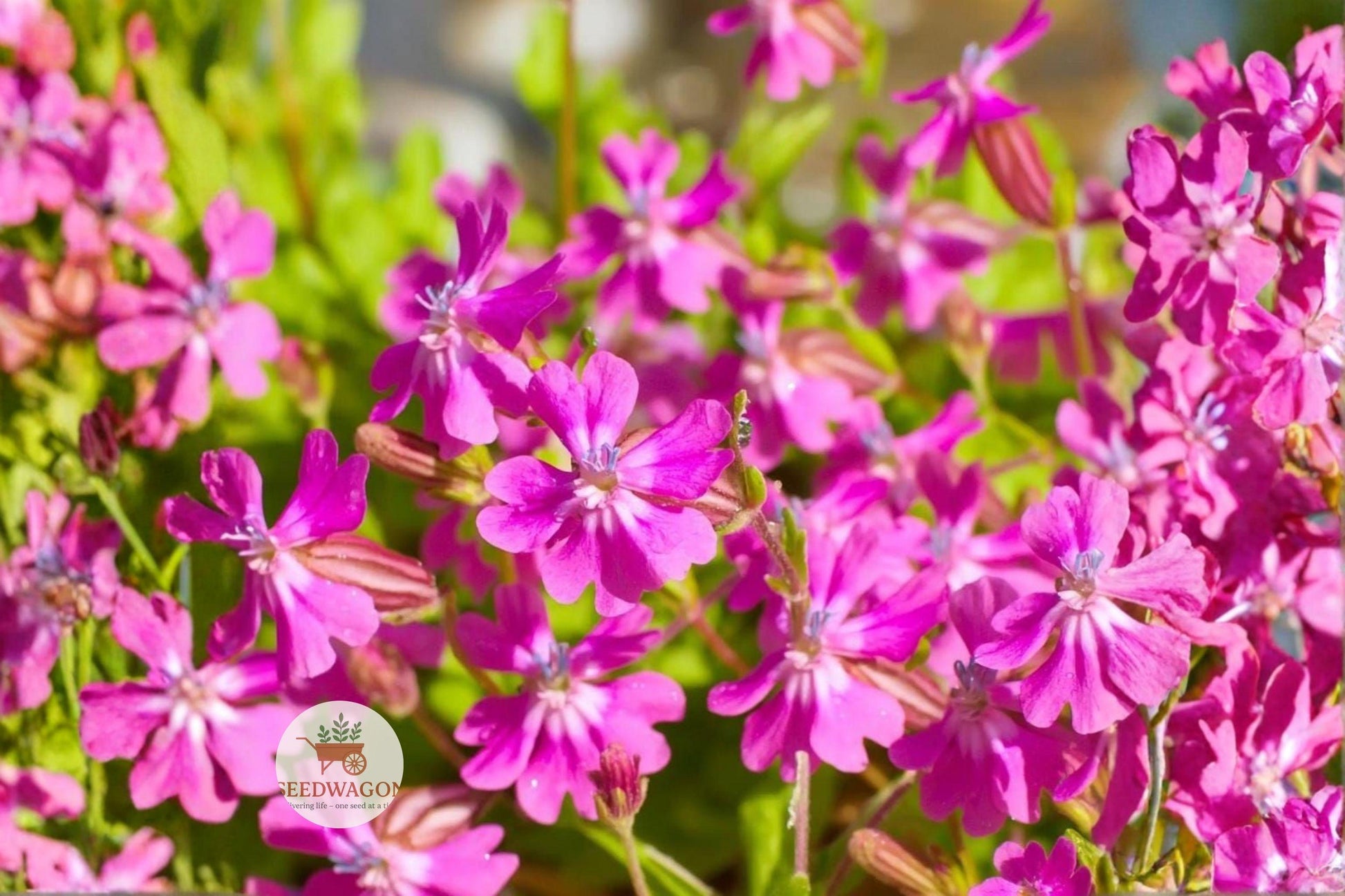Nodding Catchfly Seeds 100 Count Pink Flowers Silene pendula Trailing Annual Pollinator-Friendly Garden Plant