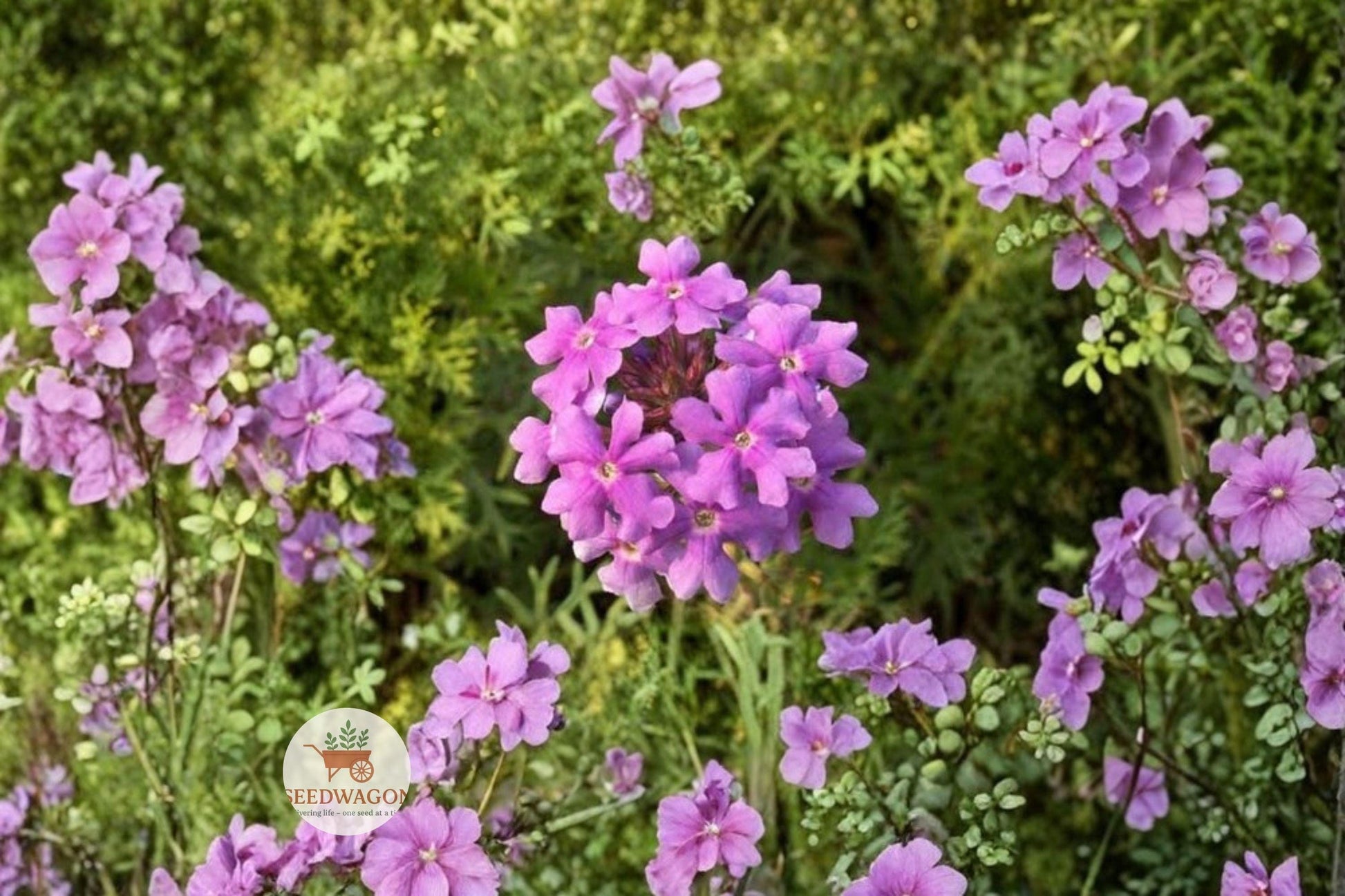 Moss Verbena Seeds - 100 Count Purple Groundcover Flower, Pollinator Friendly, Drought Tolerant, Verbena tenuisecta
