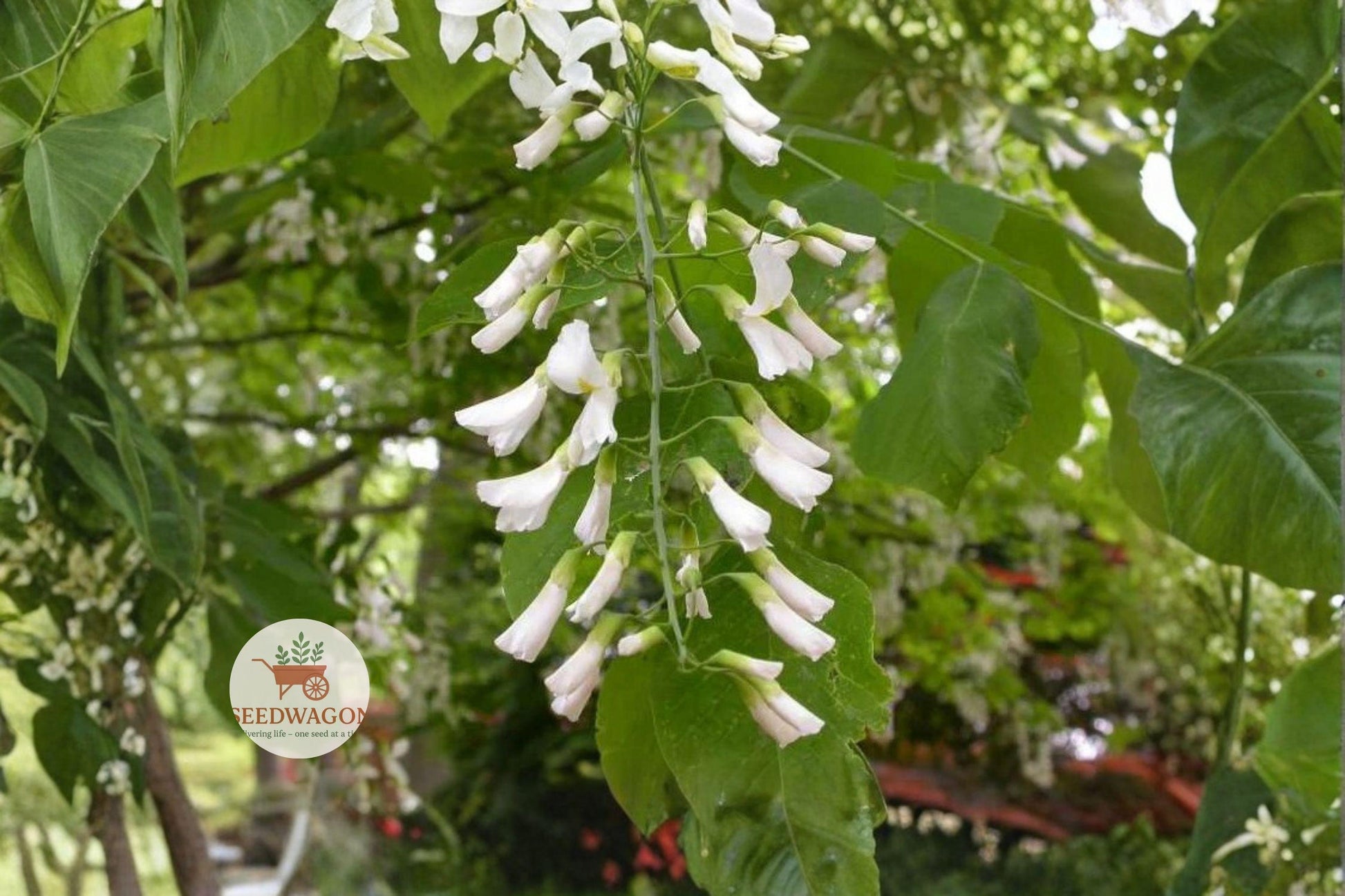 American Yellowwood Seeds - 30 Seeds Cladrastis kentukea - Fragrant White Flowers, Fall Color, Hardy Shade Tree