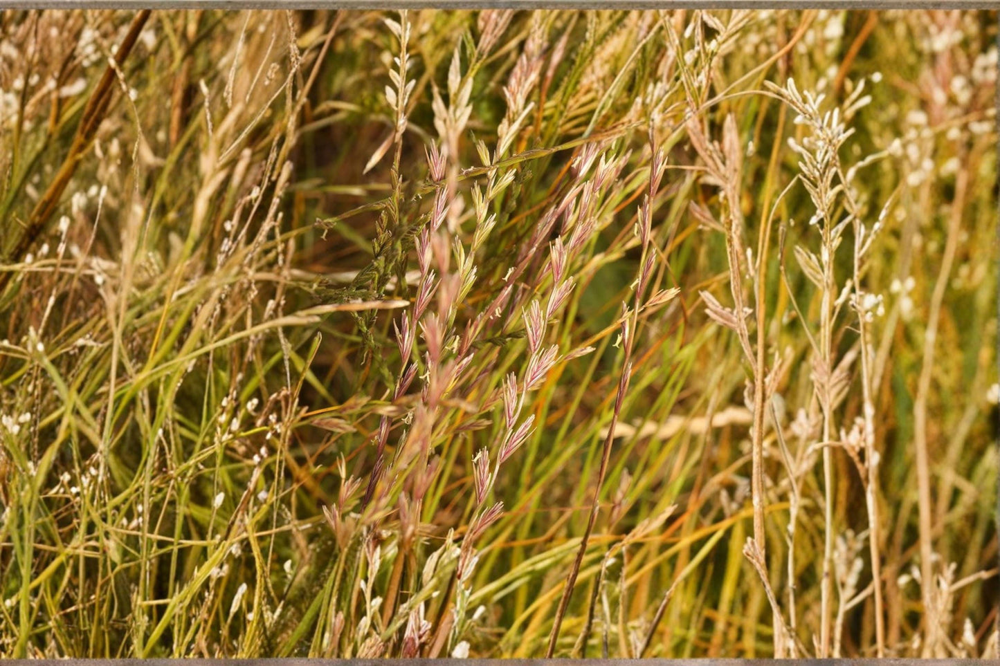 Annual Ryegrass Seeds - Lolium multiflorum - Cool-Season Grass for Lawns & Ground Cover, Full Sun to Partial Shade