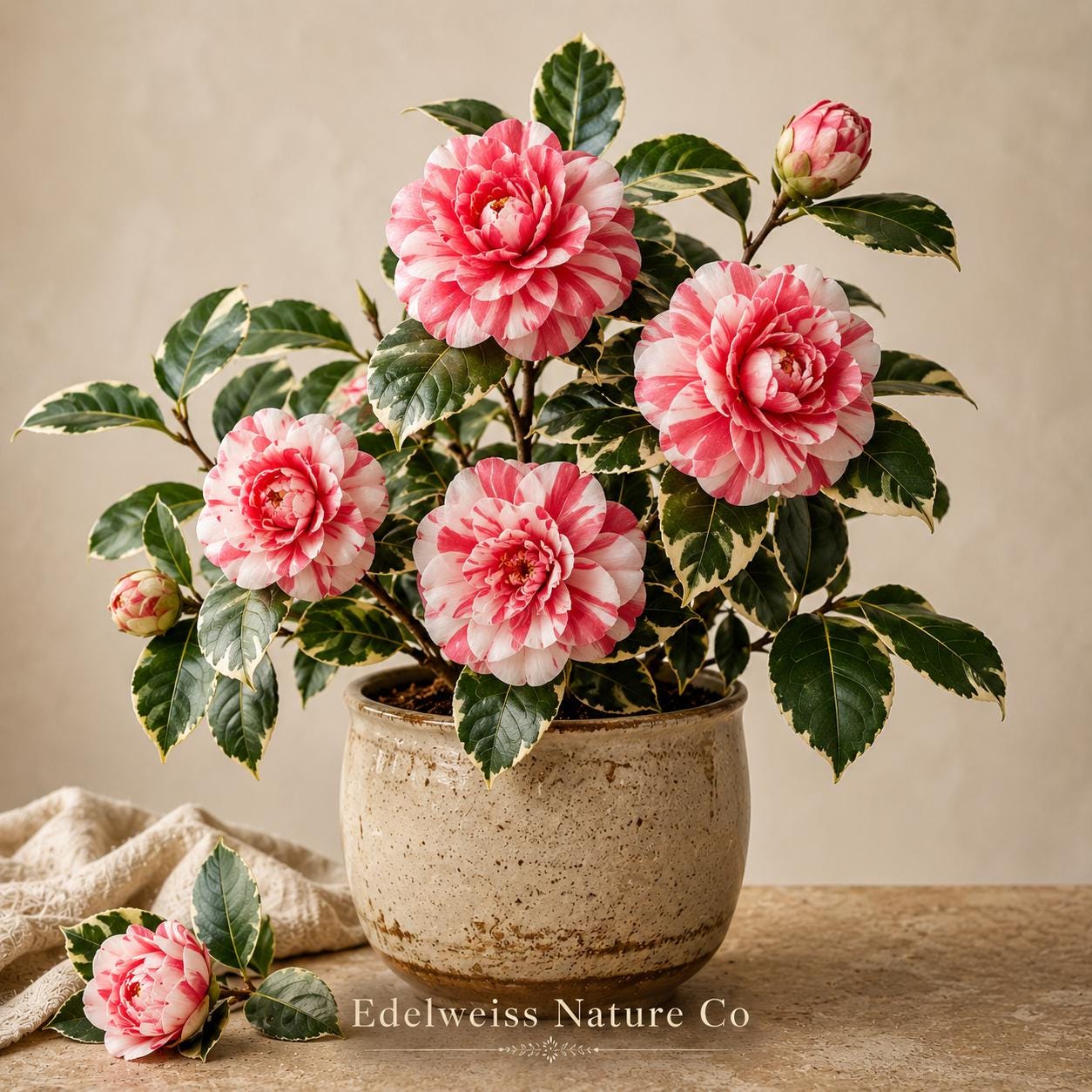 Frank Houser Variegated Camellia Starter Plant | Unique Ornamental Shrub | Camellia japonica | Evergreen Flowering Variety