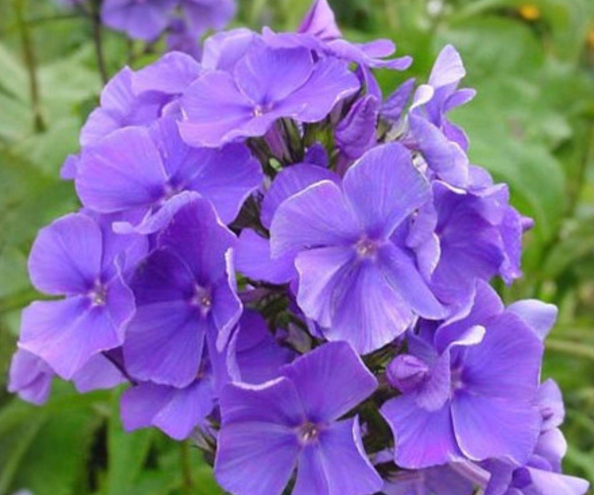 Phlox Bare Root Plant - Blue Paradise - Fragrant Blue-Violet Flowers - Phlox paniculata 'Blue Paradise' - Zone 4-8