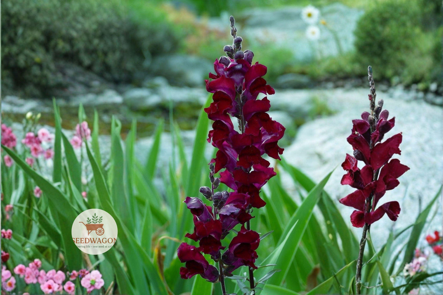 Welcome Snapdragon Seeds 250 - Dark Crimson Near Black Flowers - Antirrhinum majus - Gothic Garden Cut Flower Seeds