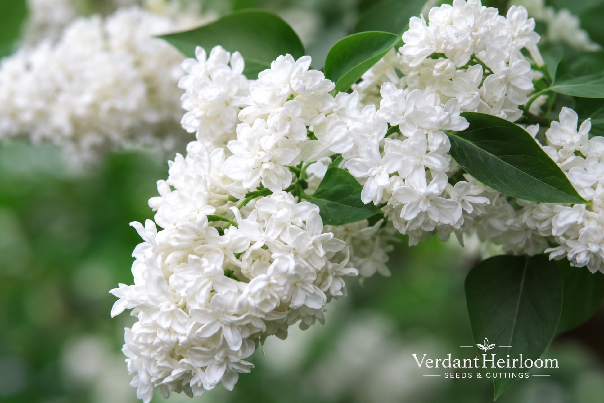 Madame Lemoine Lilac Shrub - 4-inch Live Starter Plant - Fragrant Double White Flowers - Syringa vulgaris 'Madame Lemoine'