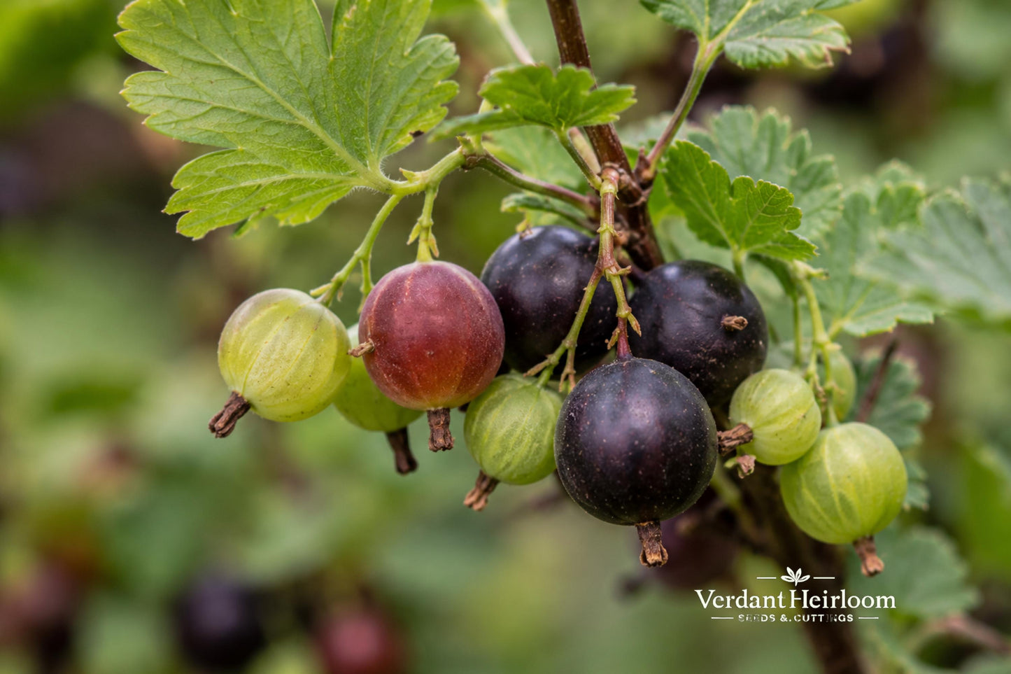 Jostaberry Cuttings 12 Pack - Ribes nidigrolaria - Unrooted Dormant Berry Plant Cuttings for Outdoor Gardens