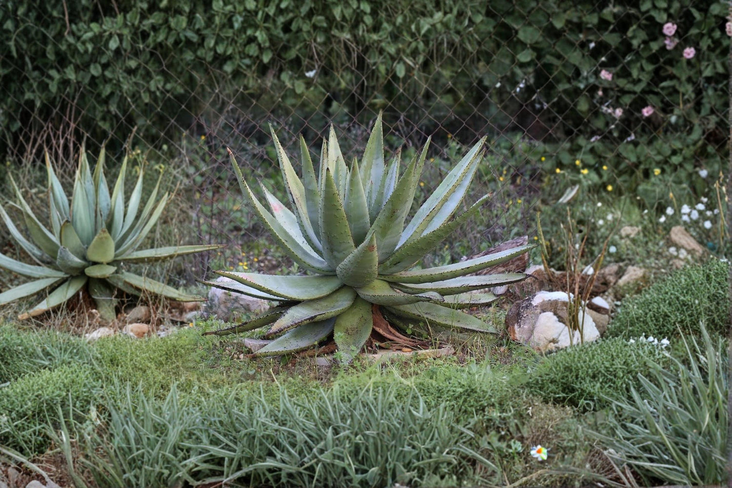 Aloe Seeds 30 Pack - Aloe Spectabilis Succulent - Drought Tolerant Container Plant - Ideal for Warm, Dry Climates