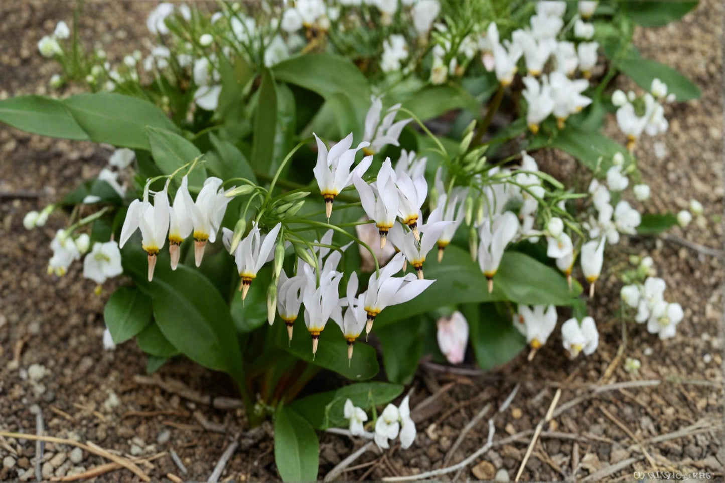 Midland Shooting Star Seeds - 50 Perennial Wildflower Seeds - Dodecatheon meadia - Pink Purple Blooms for Gardens