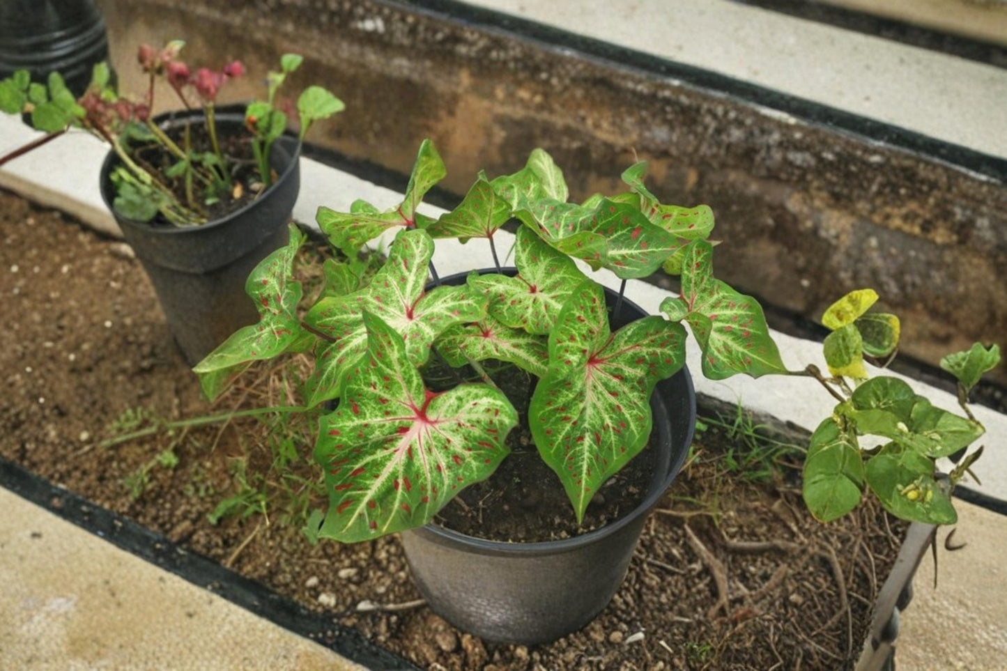 Gingerland Caladium Bulb - Caladium bicolor - Tropical Foliage Plant with Variegated Leaves for Shade Gardens and Containers