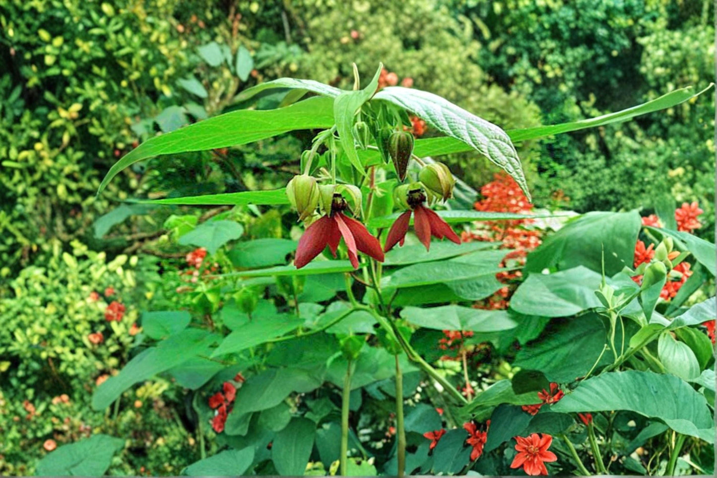 Devil’s Cotton Seeds - 30 Pack - Abroma augusta - Tropical Shrub with Maroon to Purple Flowers - Outdoor Planting Seeds