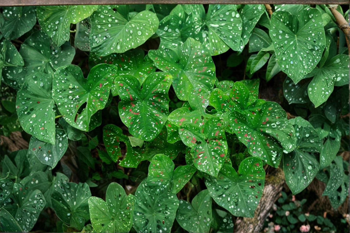 Florida Clown Caladium Bulbs - 10 Pack - Multicolor Foliage Plant - Caladium bicolor - Ideal for Shade Gardens and Containers