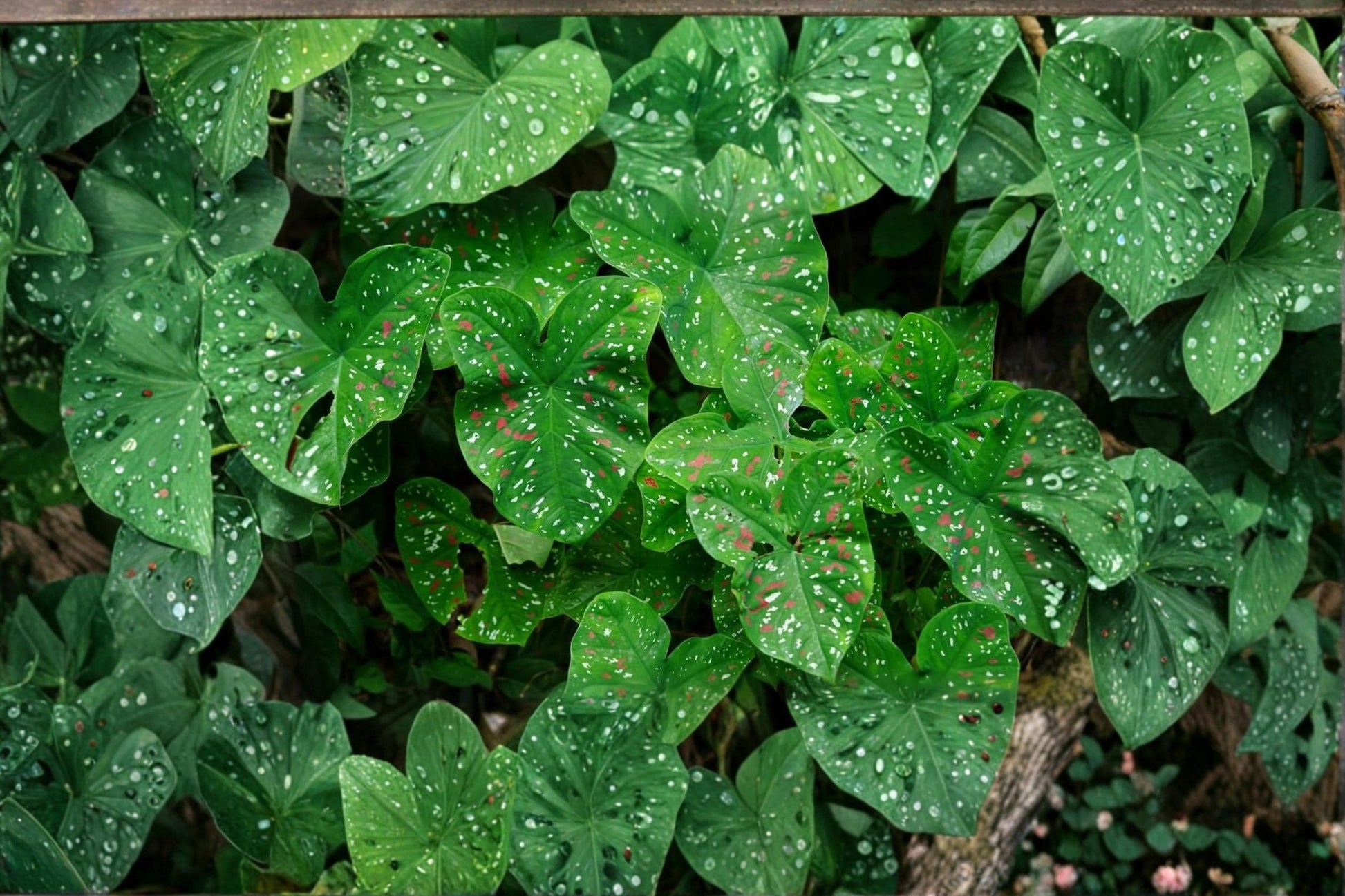 Florida Clown Caladium Bulbs - 10 Pack - Multicolor Foliage Plant - Caladium bicolor - Ideal for Shade Gardens and Containers