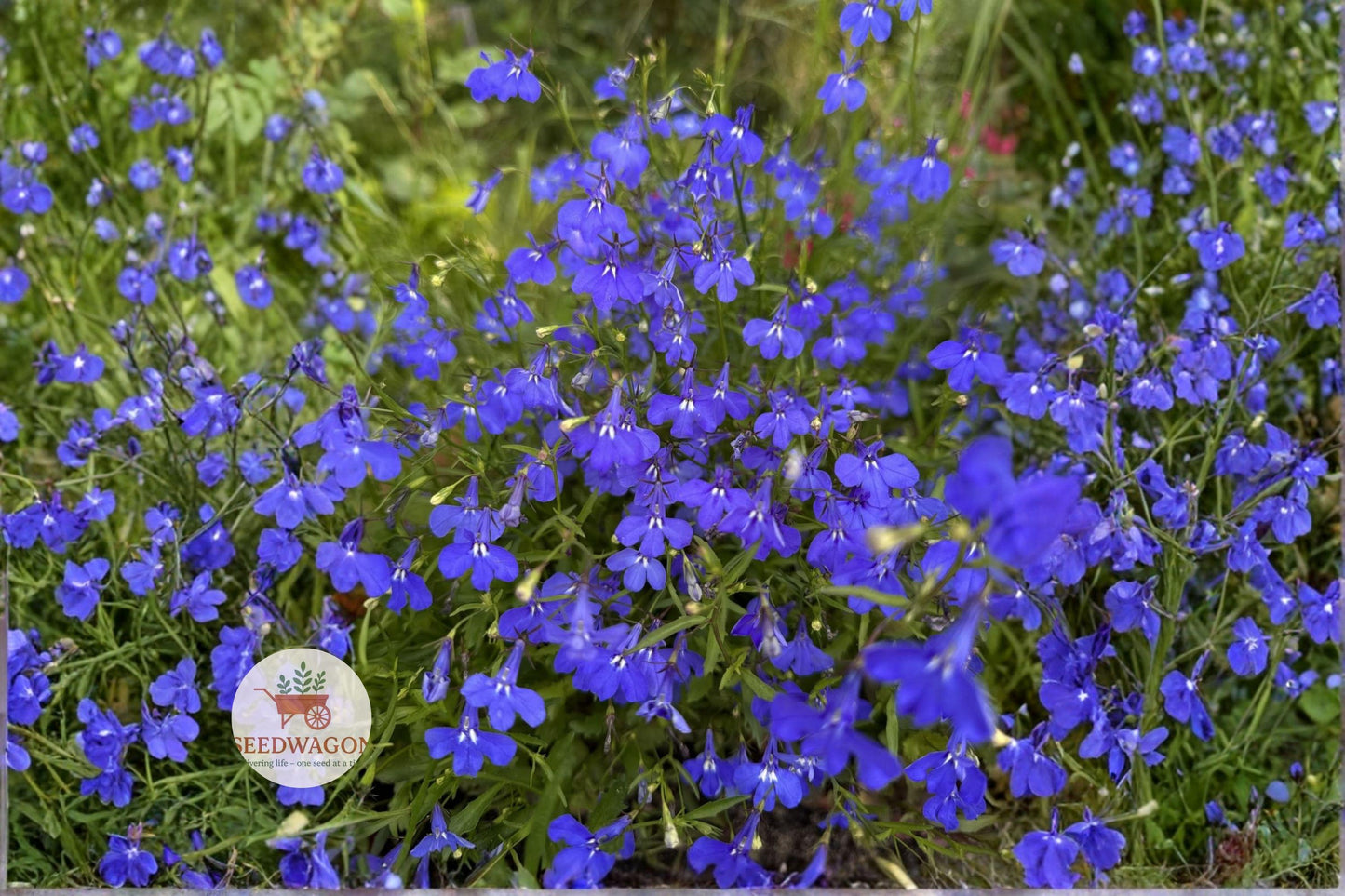 Monsoon Lobelia Seeds 200 - Electric Blue Flowering Annual (Lobelia erinus) for Hanging Baskets & Containers