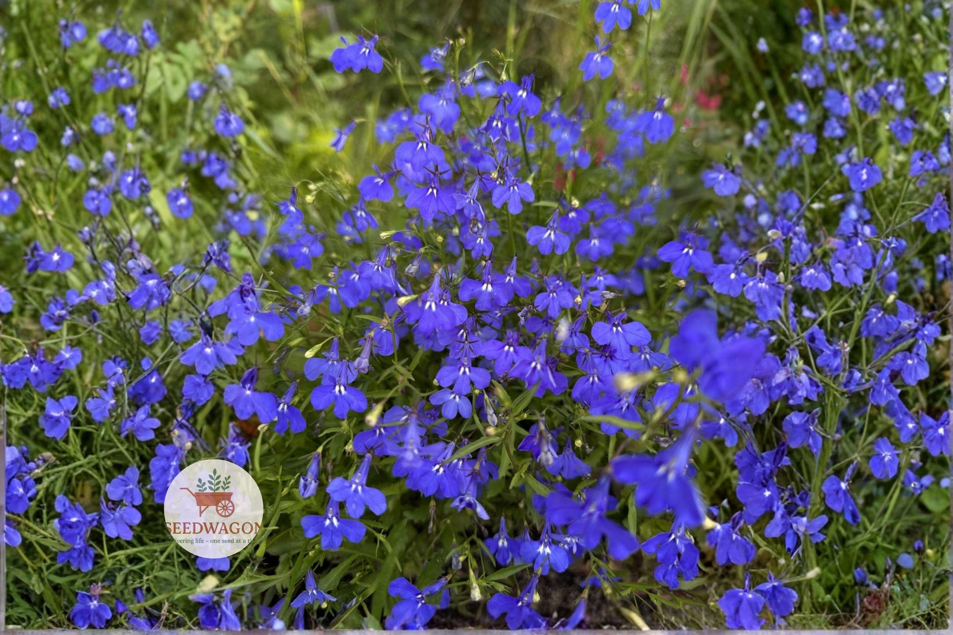Monsoon Lobelia Seeds 200 - Electric Blue Flowering Annual (Lobelia erinus) for Hanging Baskets & Containers