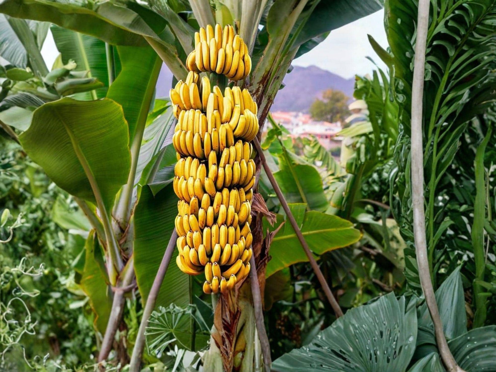 Gran Nain Banana Plant 3-6" Musa Grand Nain Tropical Fruit Starter for Container Garden, Edible Yellow Bananas