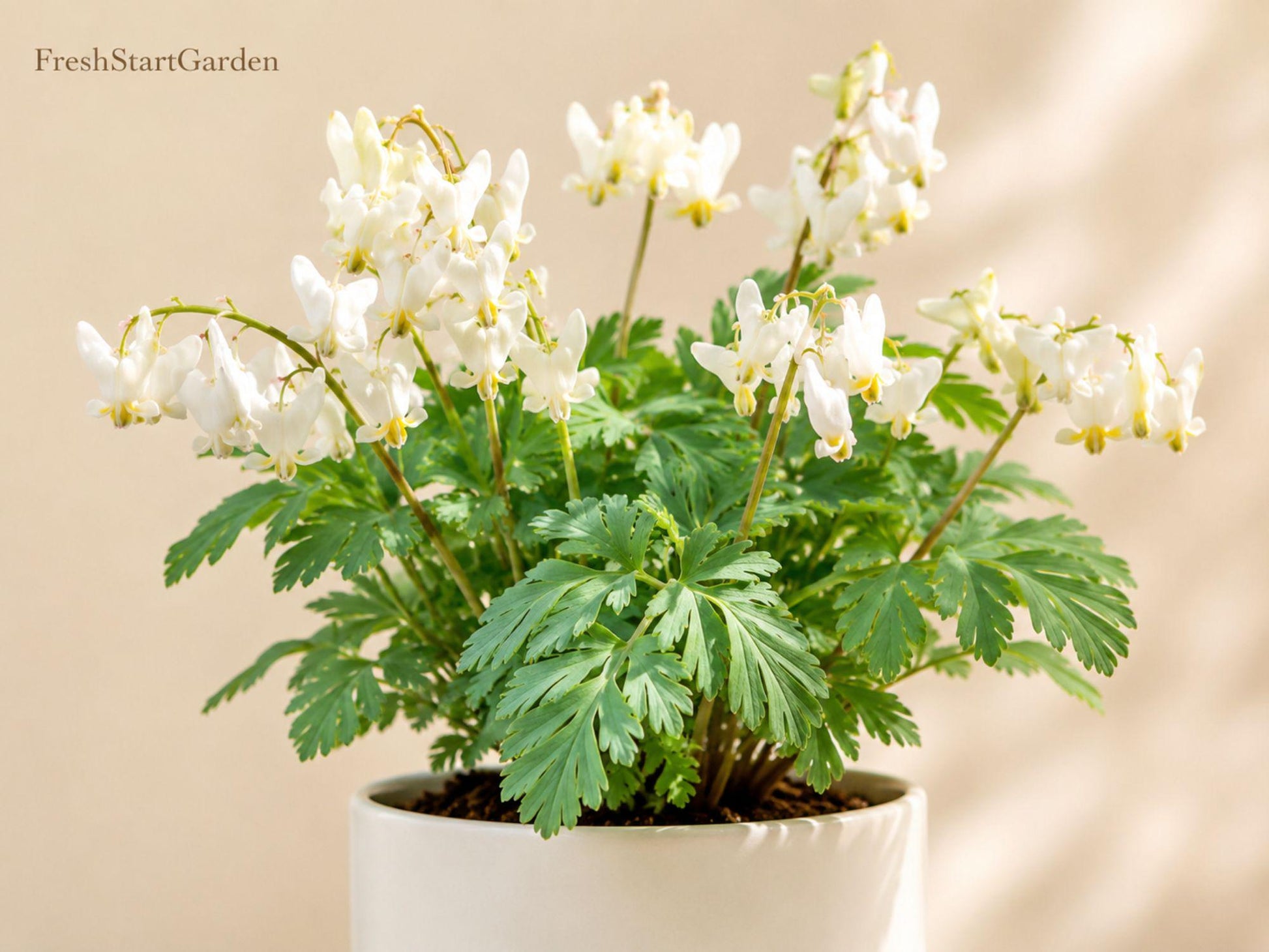 Dutchman's Breeches Bare Root Perennial 5-Pack, White to Pale Pink Blooms, Dicentra cucullaria, Native Shade Plant for Woodland Gardens