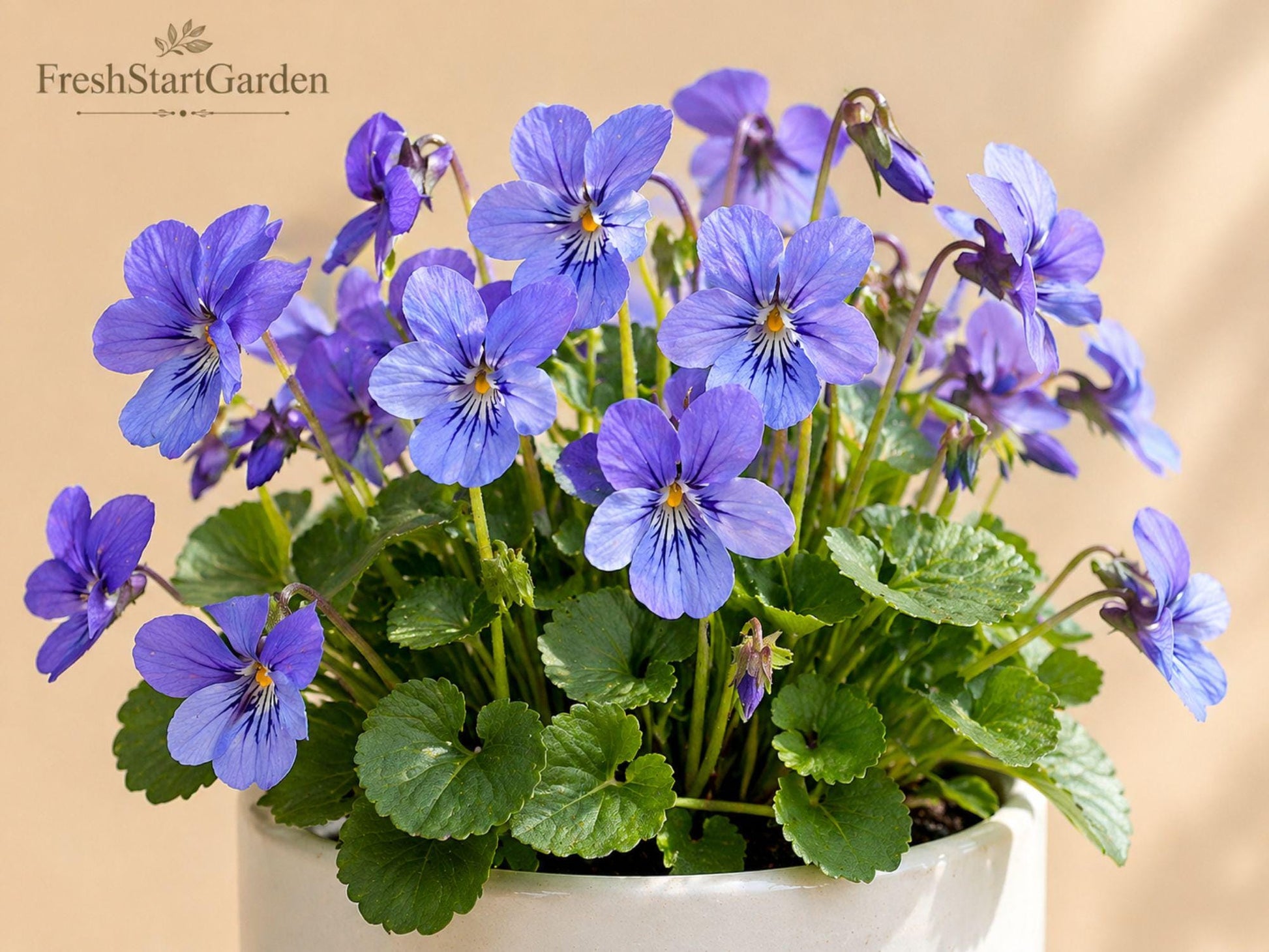 Blue Garden Violet Bare Root Perennial - Viola sororia - 5 Dormant Plants for Shade Gardens and Ground Cover