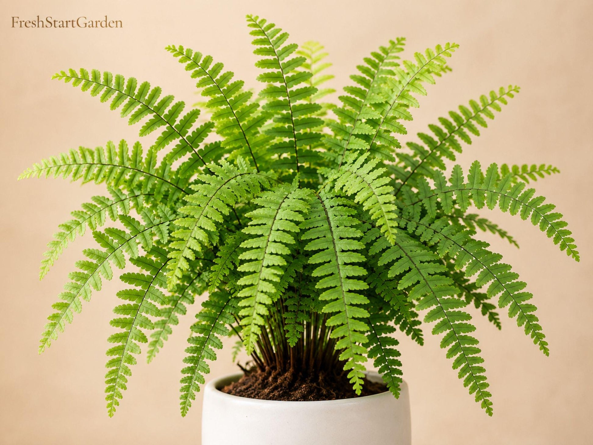 10 Bare Root Northern Maidenhair Ferns - Adiantum pedatum - Shade Garden Plant - Clump-Forming Woodland Fern for Low-Light Areas