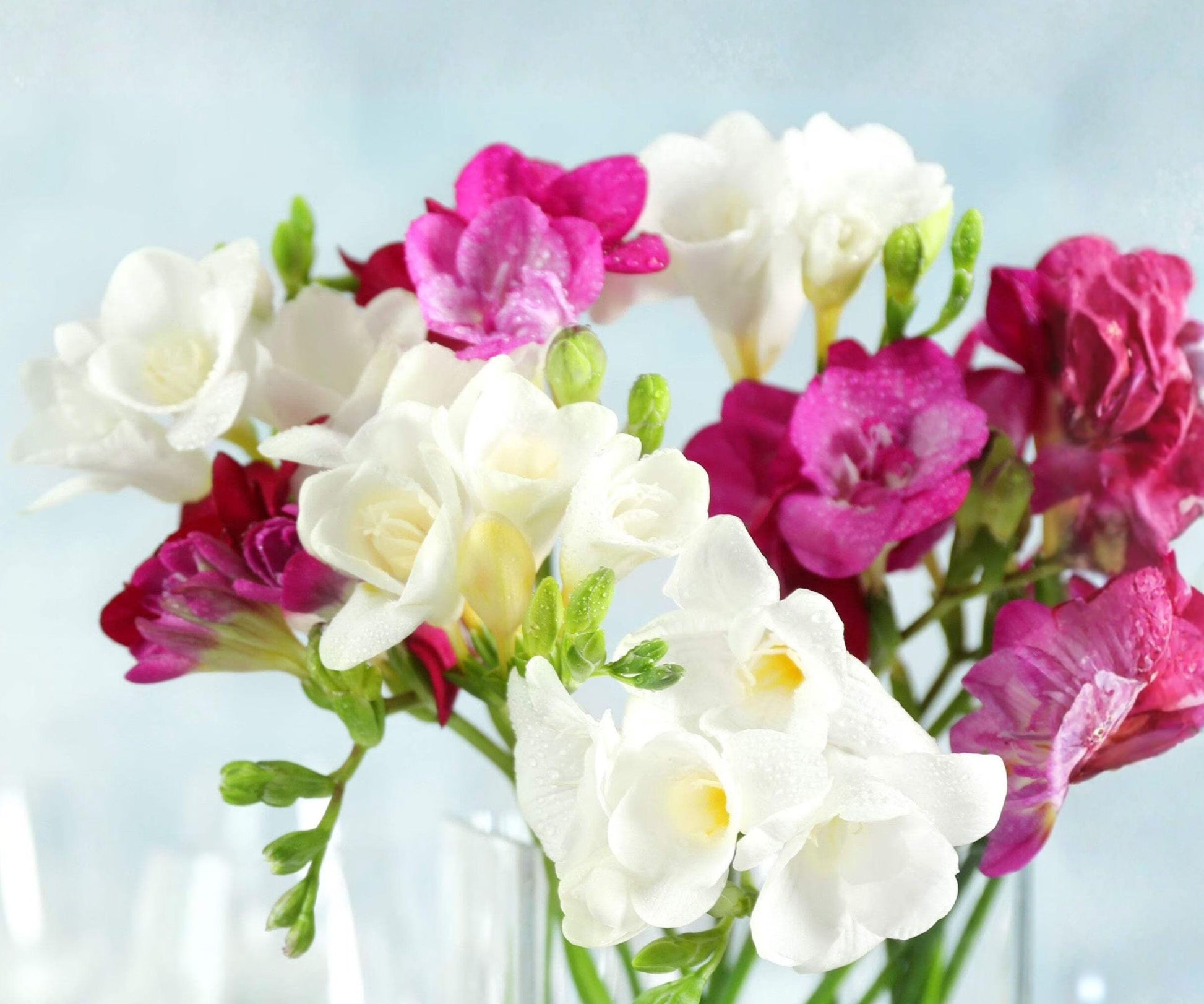 Freesia Bulbs Collection 30 Pack - Fragrant Pink White Flowers for Gardens & Containers - Freesia hybrids