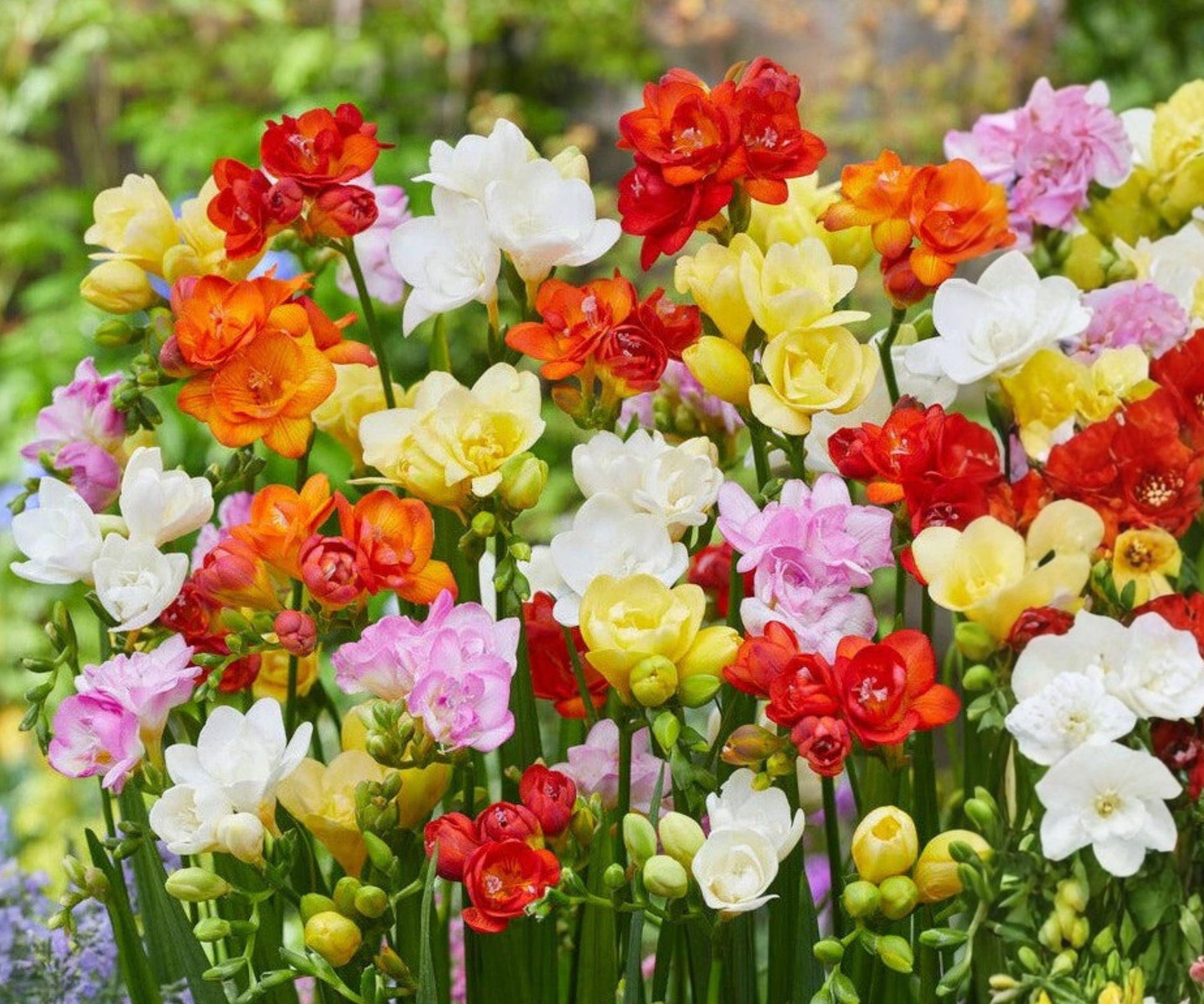Freesia Bulbs Collection 60 Count - Fragrant Multicolor Spring Flowers, Freesia hybrids for Garden and Bouquets