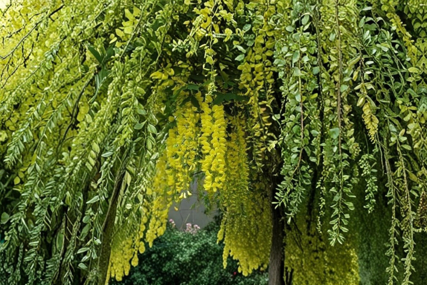Golden Shower Tree Seeds – 30 Seeds of Cassia Fistula, Tropical Flowering Tree with Yellow Blooms for Outdoor Planting
