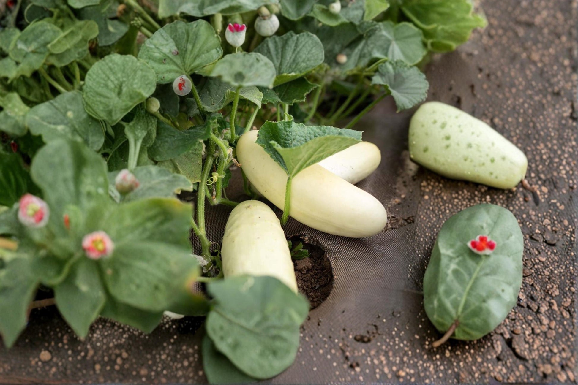 Silver Slicer Cucumber Seeds 50 Count - Cucumis sativus - Vining Vegetable Plant for Garden Beds & Trellises