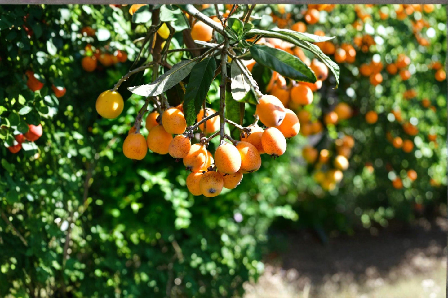 Loquat Seeds - 5 Pack Eriobotrya japonica - Edible Fruit Tree for Garden or Container Planting - Evergreen Shrub Seeds