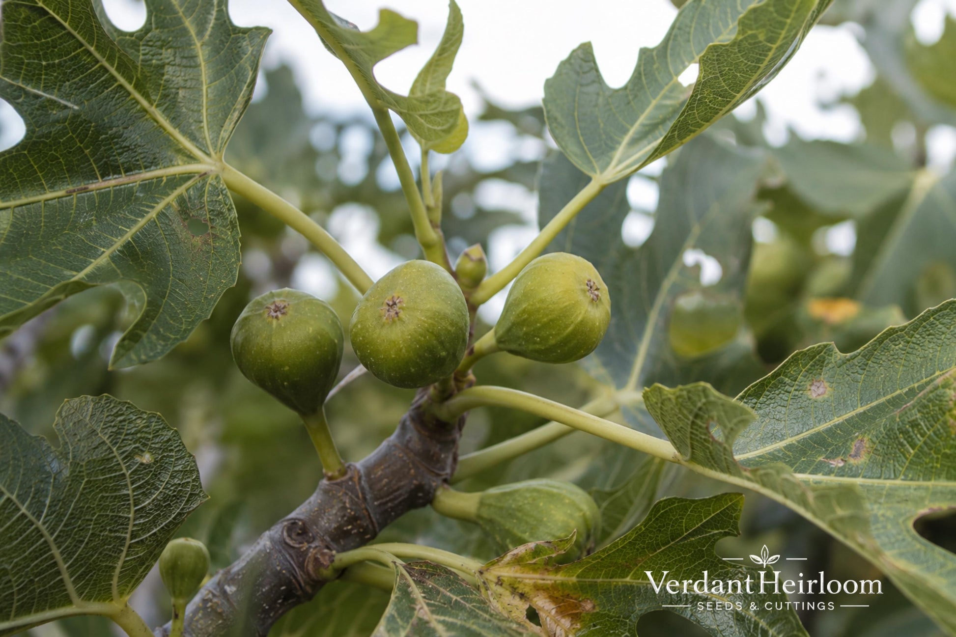 Olympian Fig Rooted Cutting - Ficus carica 'Olympian' - Cold-Hardy Fruiting Plant - Purple Fruit - Edible Garden Starter