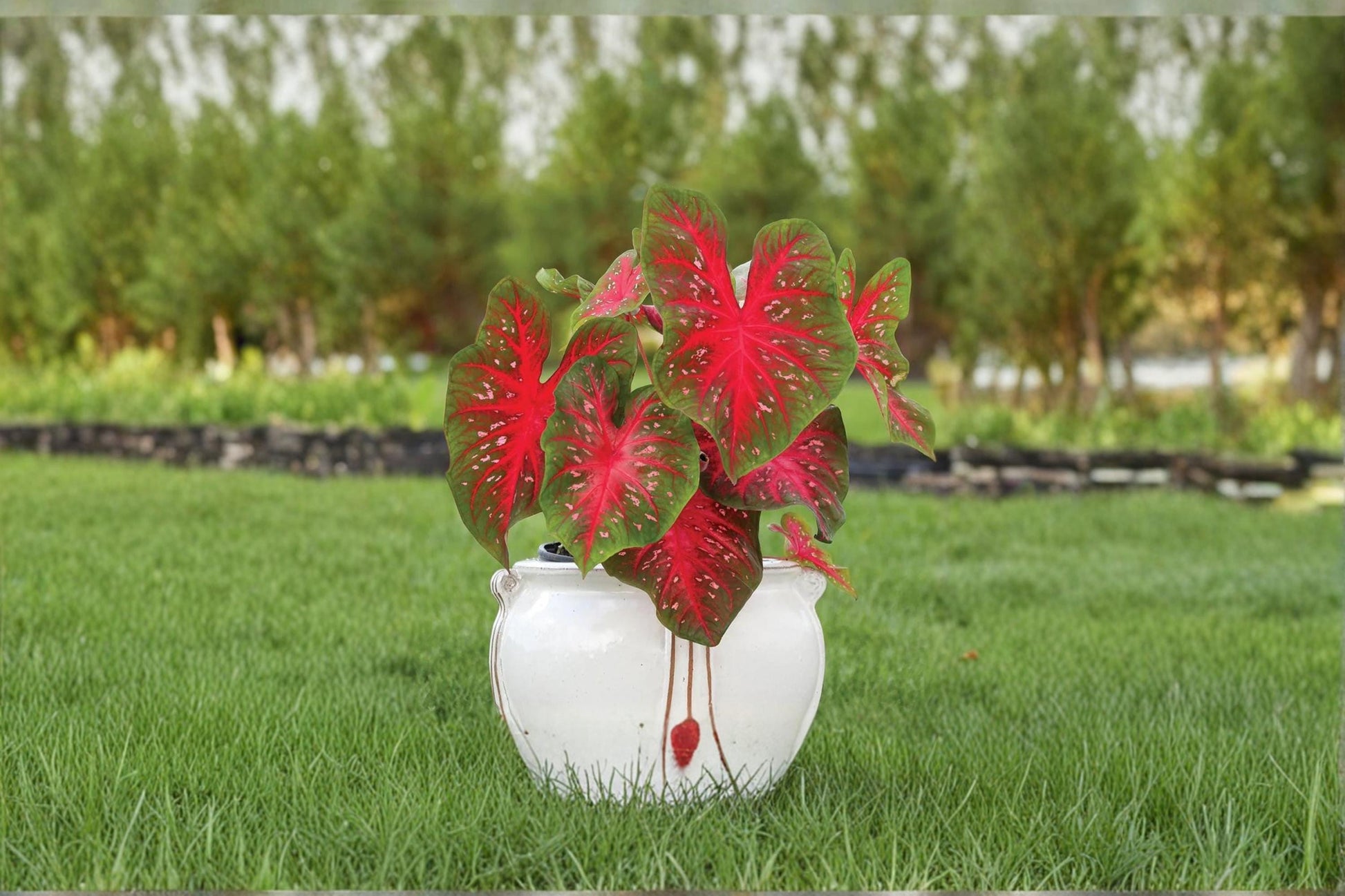 Red Flash Caladium Bulb - Tropical Foliage Plant with Red and Green Leaves - Caladium bicolor for Gardens and Containers