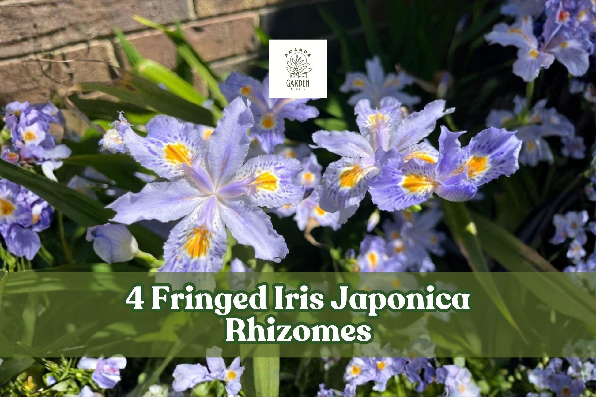 Fringed Iris Rhizomes - 4 Bare Root Plants, Purple Walking Iris Perennial, Iris japonica, Shade Garden Favorite