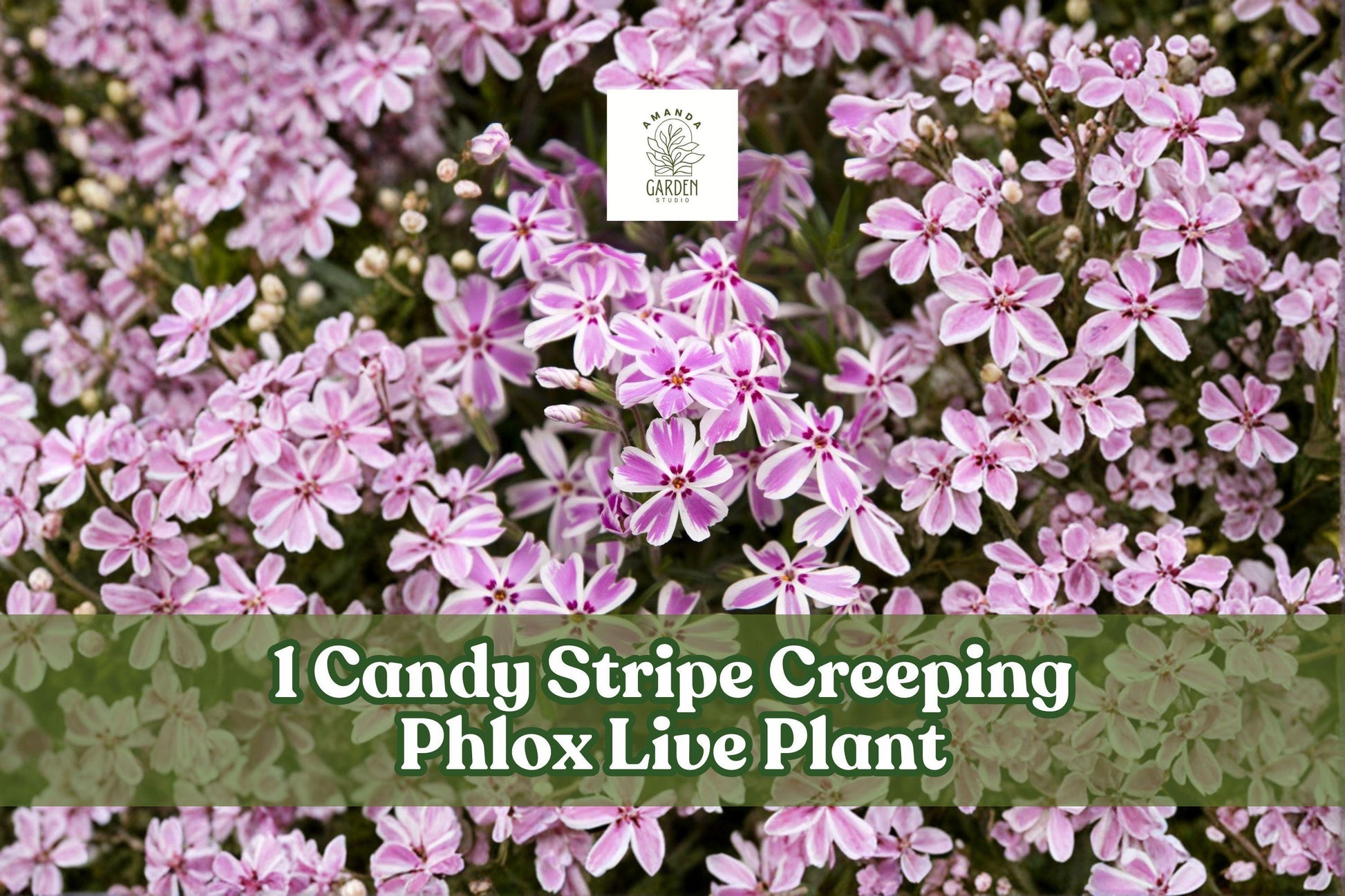 Candy Stripe Creeping Phlox Live Plant Plug, Pink White Groundcover, Phlox Subulata ‘Candy Stripe’ - Perennial Garden Starter Plant