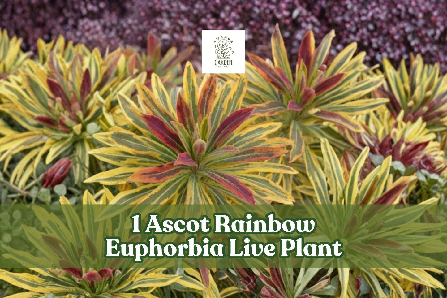 Ascot Rainbow Euphorbia Live Plant Plug, Variegated Flowering Spurge, Euphorbia × martinii ‘Ascot Rainbow’, Starter for Borders & Containers
