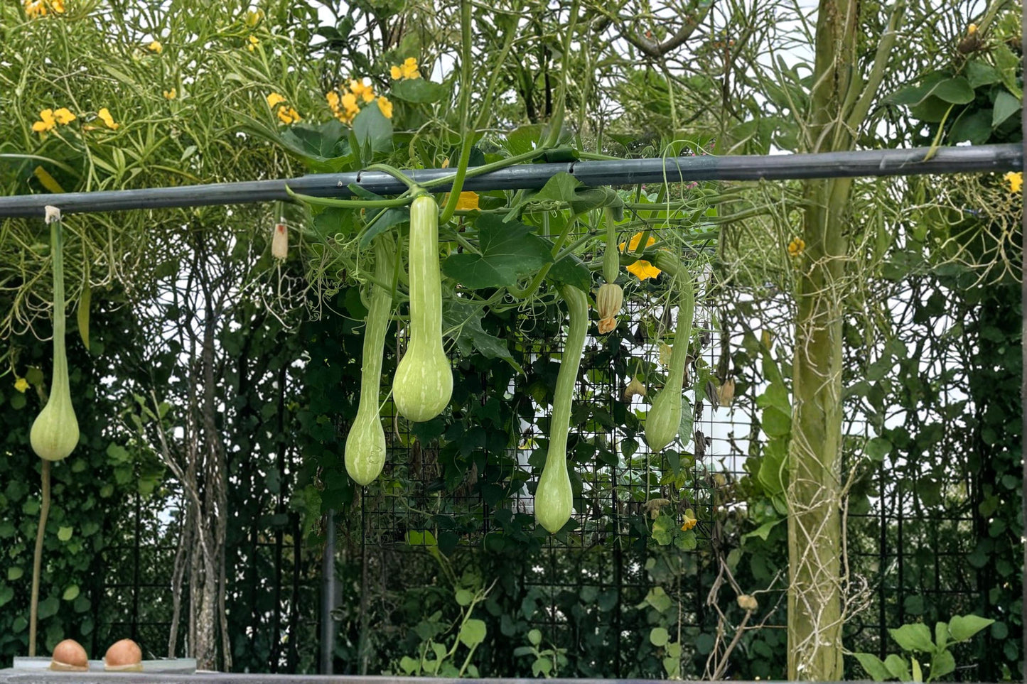 Trombone Squash Seeds - 1 Seed - Cucurbita moschata - Vining Vegetable Plant for Garden & Trellis - Long Curved Fruit