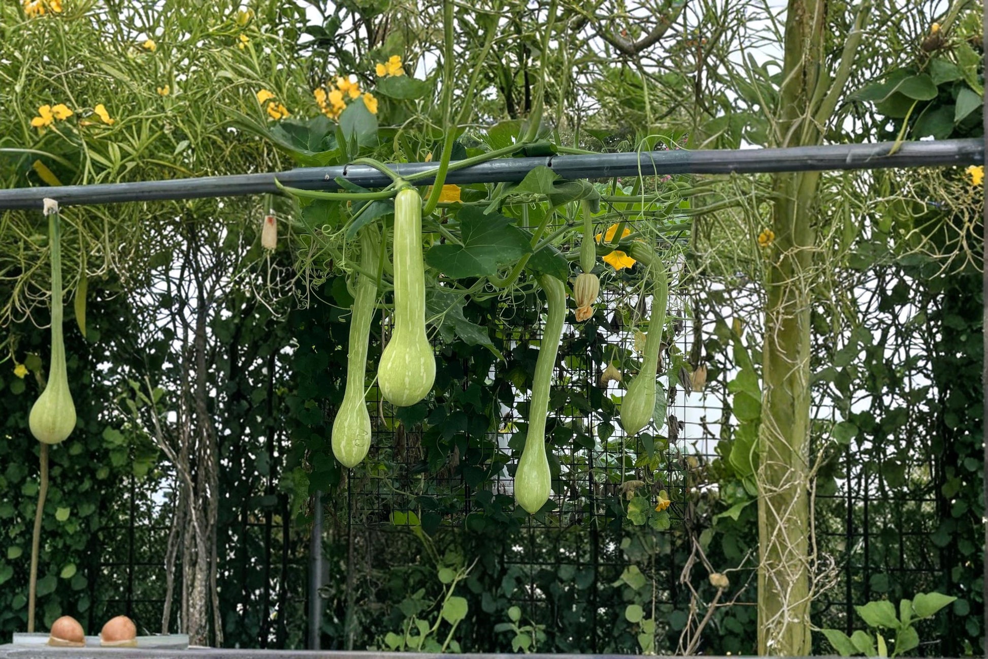 Trombone Squash Seeds - 1 Seed - Cucurbita moschata - Vining Vegetable Plant for Garden & Trellis - Long Curved Fruit