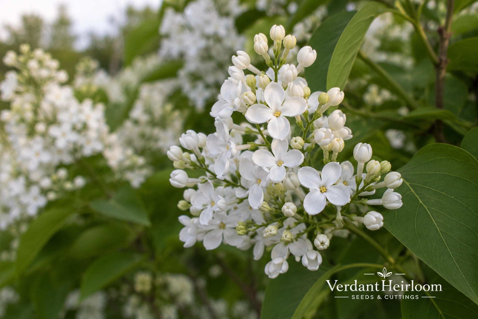 Betsy Ross Lilac Bare Root Plant - Syringa oblata 'Betsy Ross' - Fragrant White Blooms - Hardy Flowering Shrub for Gardens