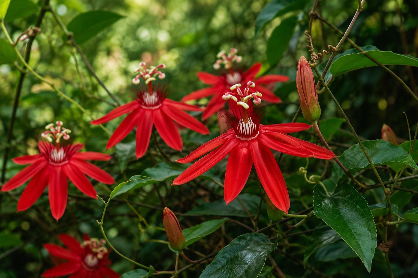 Scarlet Flame Red Passion Flower Vine 4-Inch Pot - Passiflora Hybrid Live Plant for Garden or Indoor Display